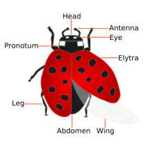 330px-Coccinellidae_(Ladybug)_Anatomy.svg
